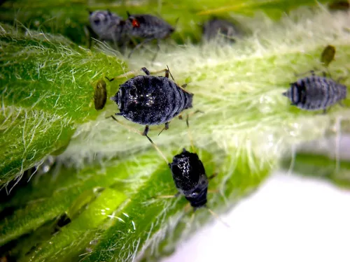 Aphis ulicis