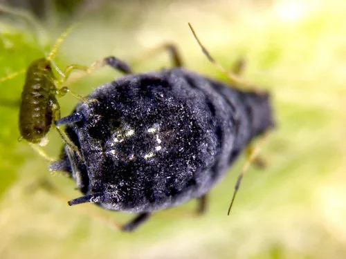Aphis ulicis - photo 2