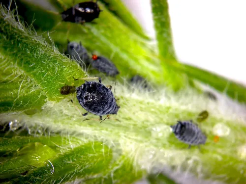 Aphis ulicis - photo 3