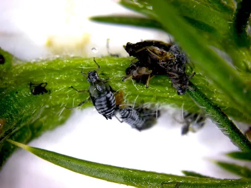 Aphis ulicis - photo 4