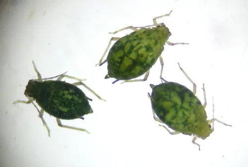 Aphis ulmariae - photo 2