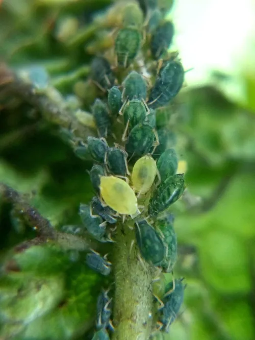 Aphis ulmariae - photo 3