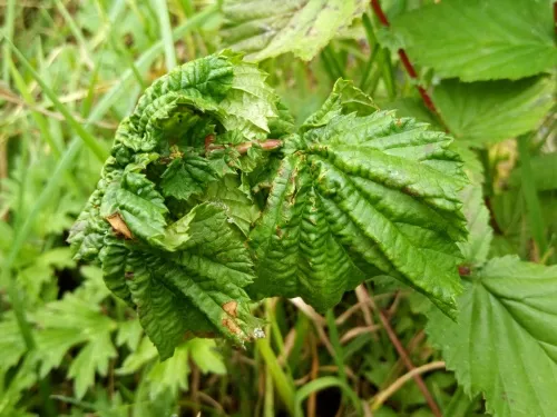 Aphis ulmariae - photo 4