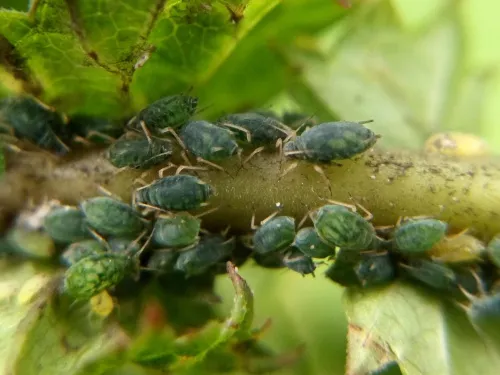 Aphis ulmariae - photo 5