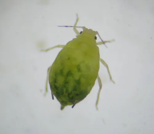 Aphis ulmariae - photo 6