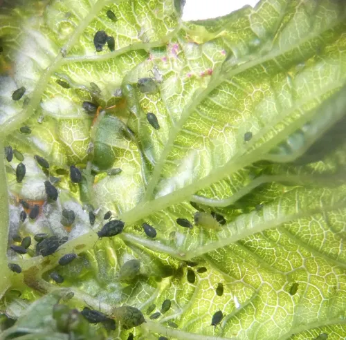 Aphis ulmariae - photo 7