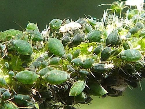 Aphis urticata - photo 2