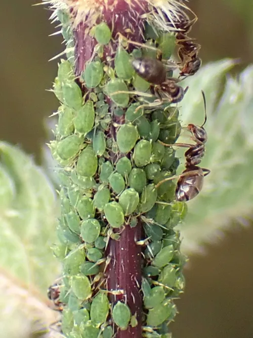 Aphis urticata - photo 3