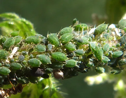 Aphis urticata - photo 4