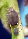 Aphis varians