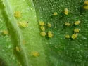 Mullein Aphid - photo 2