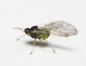 Ironweed Aphid - Aphis vernoniae