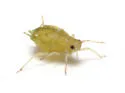 Ironweed Aphid - photo 2