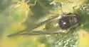 Ironweed Aphid - photo 3