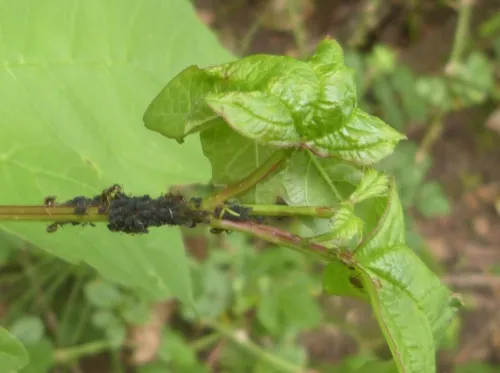 Aphis viburni