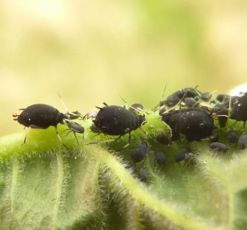 Aphis viburni - photo 2