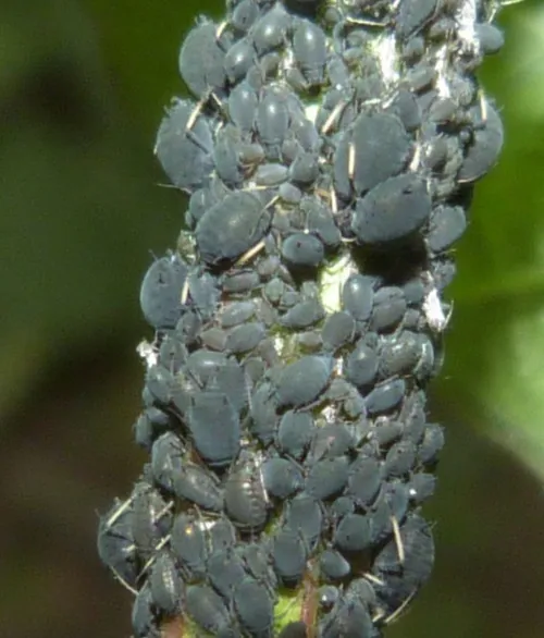 Aphis viburni - photo 3