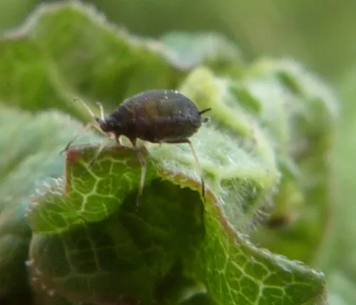 Aphis viburni - photo 4