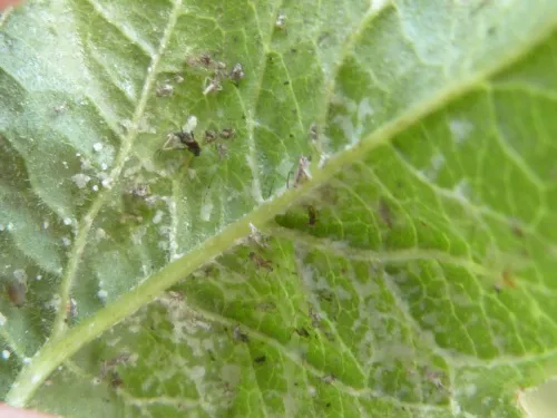 Aphis viburni - photo 5
