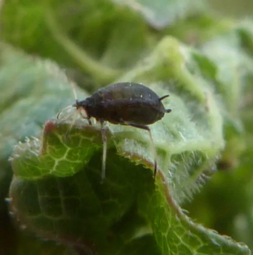Aphis viburni - photo 6