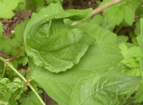 Aphis viburni - photo 7