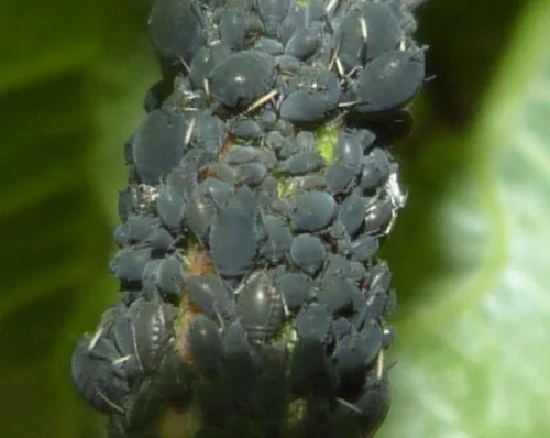Aphis viburni - photo 8
