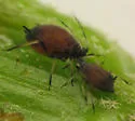 American Viburnum Aphid - photo 2