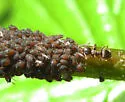 American Viburnum Aphid - photo 3