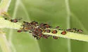 American Viburnum Aphid - photo 4