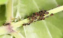 American Viburnum Aphid - photo 5