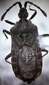 Aphleboderrhis pubescens