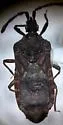 Aphleboderrhis pubescens - photo 2