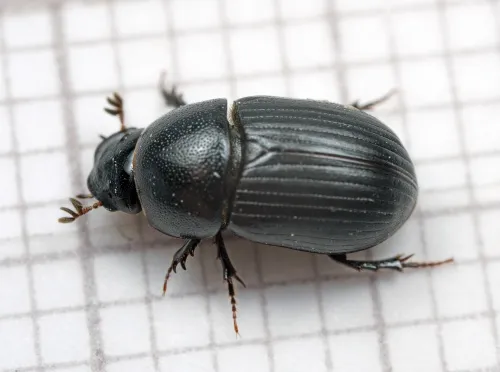 Agrilinus ater