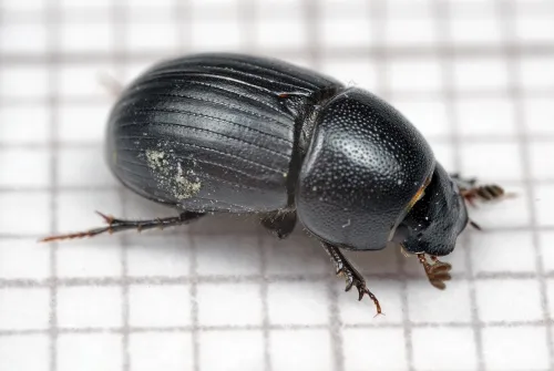 Agrilinus ater - photo 2