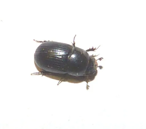 Agrilinus ater - photo 3