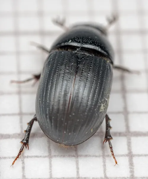 Agrilinus ater - photo 4