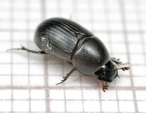 Agrilinus ater - photo 5