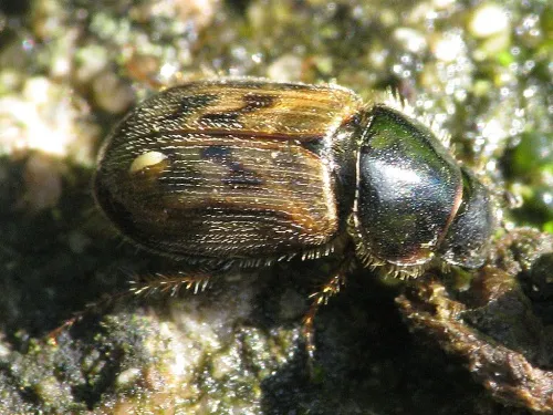 Nimbus contaminatus