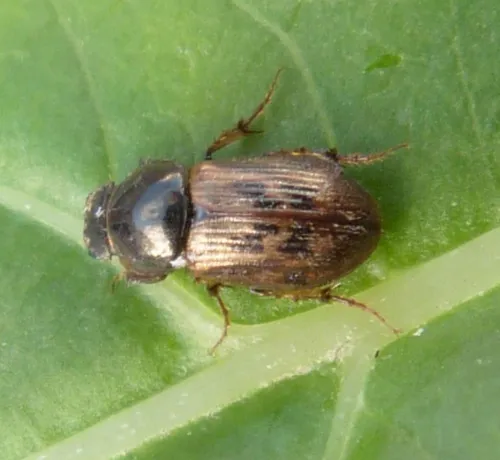 Nimbus contaminatus - photo 2