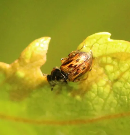 Nimbus contaminatus - photo 3