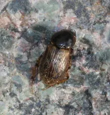 Nimbus contaminatus - photo 4
