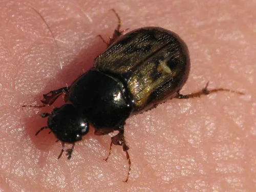 Nimbus contaminatus - photo 5