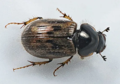 Nimbus contaminatus - photo 6