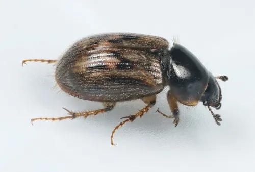 Nimbus contaminatus - photo 7