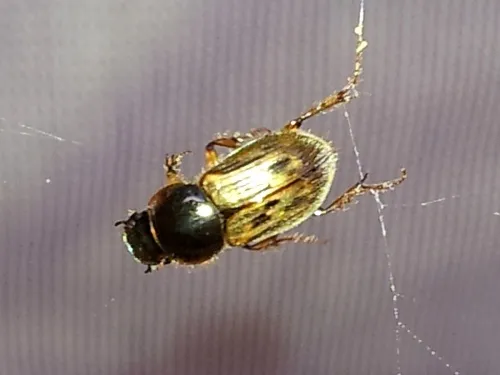 Nimbus contaminatus - photo 8