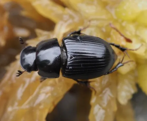 Acrossus depressus