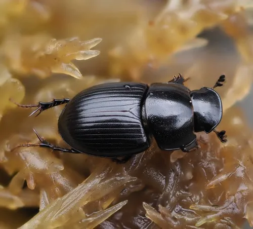 Acrossus depressus - photo 2