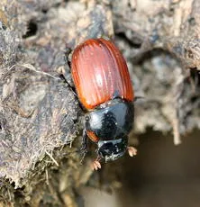 Aphodius fimetarius
