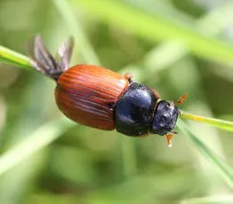 Aphodius fimetarius - photo 2