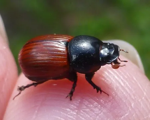 Aphodius fimetarius - photo 3
